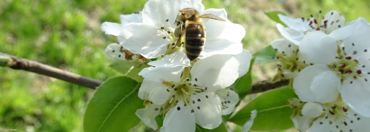 Apfelblüte