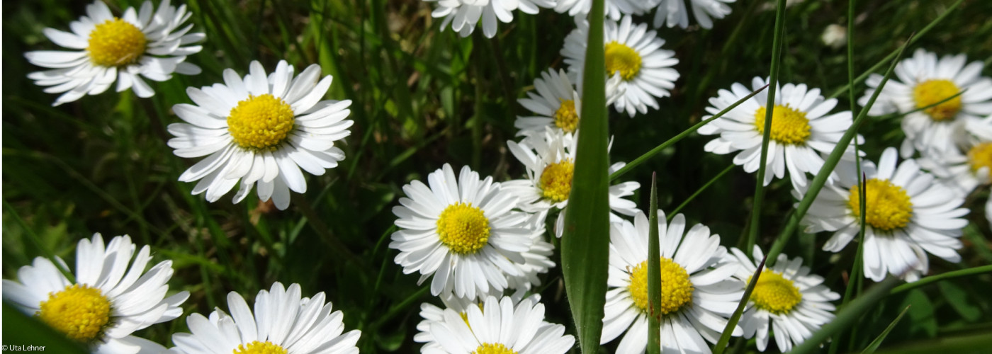 Gänseblümchen