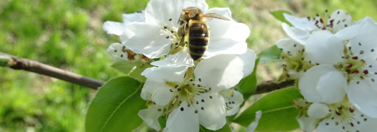 Apfelblüte