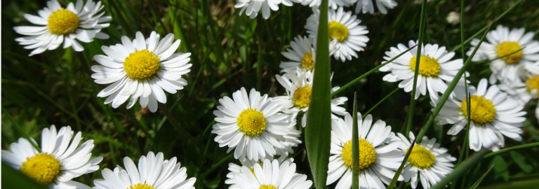 Gänseblümchen